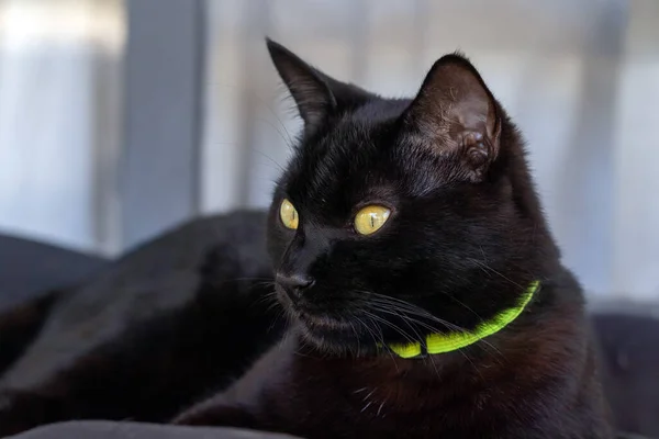 A male black cat with yellow eyes and collar watching the movement lying on a pillow.Animal world. Pet lover. Animals defender. Cat lover.