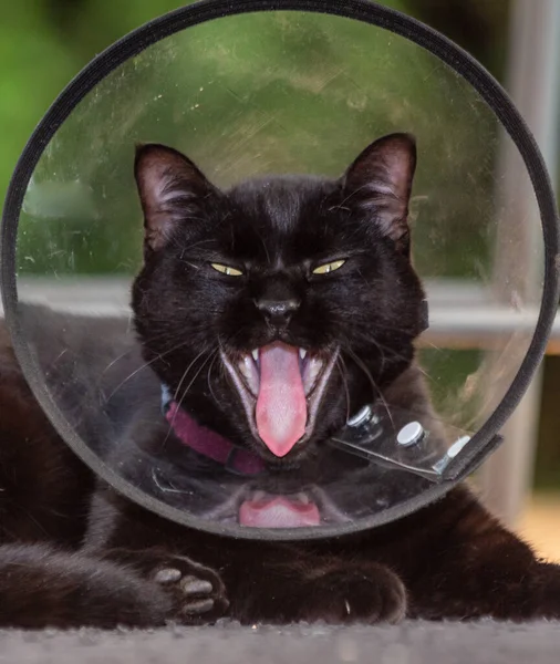 Cachorro Gato Preto Reclamando Usar Colar Elizabetano Collar Após Cirurgia — Fotografia de Stock