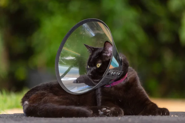 猫科动物术后戴伊丽莎白式项圈或电子项圈的黑色猫科动物动物世界宠物情人 动物卫士 爱猫的人黄眼睛 照顾动物健康 — 图库照片