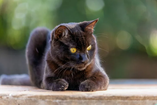 Een Mooie Zwarte Kat Met Gele Ogen Tuin Dierlijke Wereld — Stockfoto