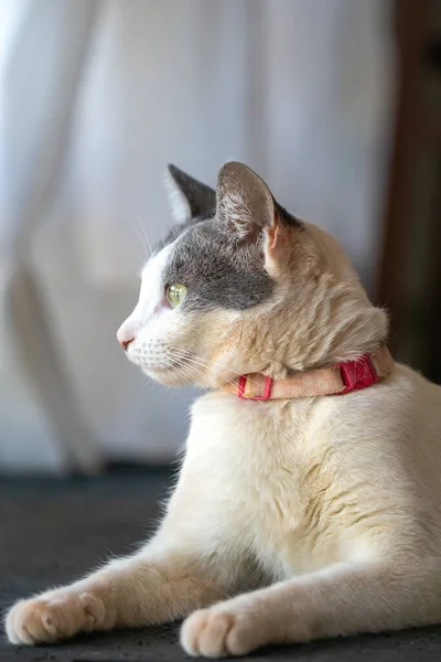 Portret Van Een Mooie Witte Poes Met Grijze Oren Die — Stockfoto