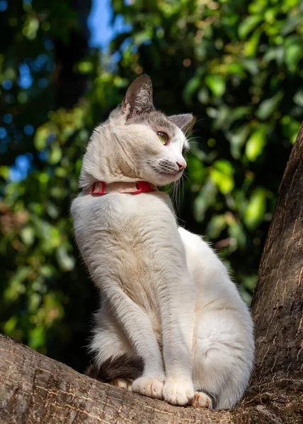 木の上の猫 木の上には灰色の耳と黄色の目をした白い猫 ピンクの襟 動物界 ペット好き 動物が守る 猫好き — ストック写真