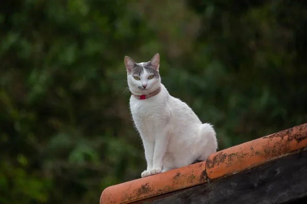 Gatto Sul Tetto Una Gatta Bianca Con Orecchio Grigio Seduta — Foto Stock