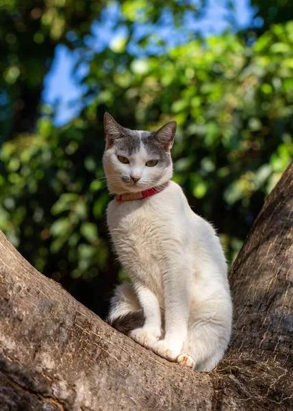 Katt Trädet Vit Honkatt Med Grå Öron Och Gula Ögon — Stockfoto