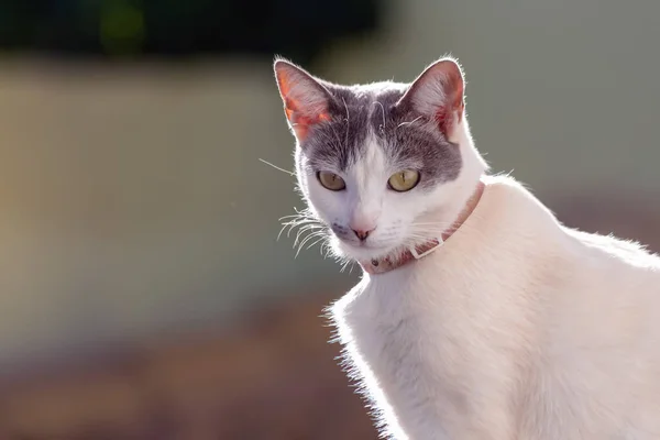 猫在屋顶上 一个阳光明媚的早晨 一个白皙的 长着灰白耳朵的漂亮女人在房顶上散步 动物世界宠物情人 动物卫士爱猫 — 图库照片