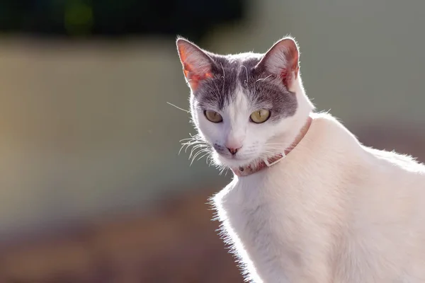 屋根の猫 晴れた朝に家の屋根の上を灰色の耳を歩く美しい白い女性 動物界 ペット好き 動物が守る 猫好き — ストック写真