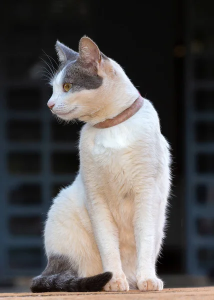 Біла Жінка Кішка Сірими Вухами Жовтими Очима Рожевим Коміром Лежить — стокове фото