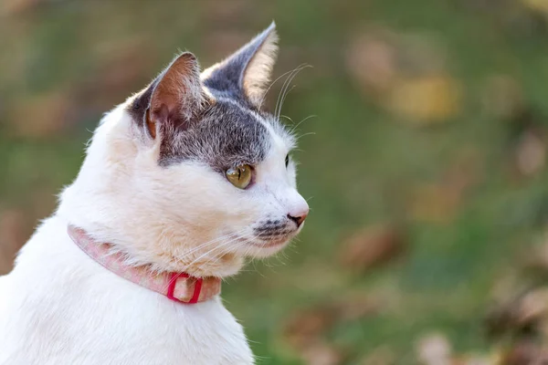 灰色の耳を持つ白い猫 黄色の目とピンクの襟ソーレ ウムFundo Verdo Gramado Jardim 黄金の時間だ 動物界 ペット好き 動物が守る — ストック写真