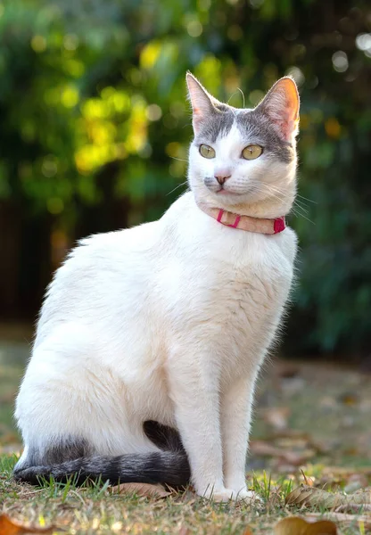 Vit Katt Med Grå Öron Och Gula Ögon Njuter Trädgården — Stockfoto