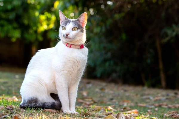 一只漂亮的白猫 长着黄色的眼睛和灰色的耳朵 没有红辣椒 动物世界宠物狗情人 动物卫士爱猫 — 图库照片