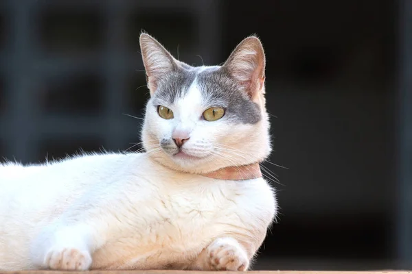 Красива Біла Кішка Жовтими Очима Сірими Вухами Відпочивають Перед Будинком — стокове фото
