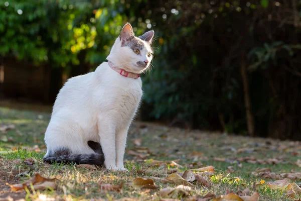 一只美丽的白猫 长着黄眼睛和灰耳朵 在花园里欣赏日落 动物世界宠物狗情人 动物卫士爱猫 — 图库照片