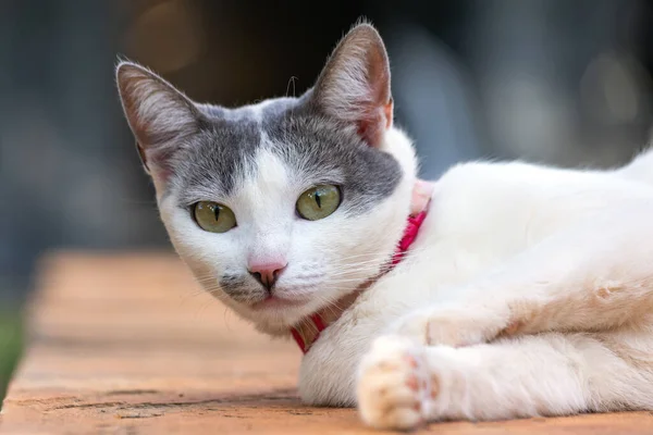 A beautiful white female cat with gray ears lying on a sidewalk. Animal world. Pet lover. Animals defenders. Cat lover.