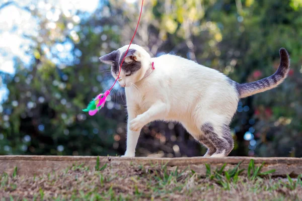 Krásná Bílá Kočka Šedýma Ušima Ocasem Hrající Chodníku Svět Zvířat — Stock fotografie
