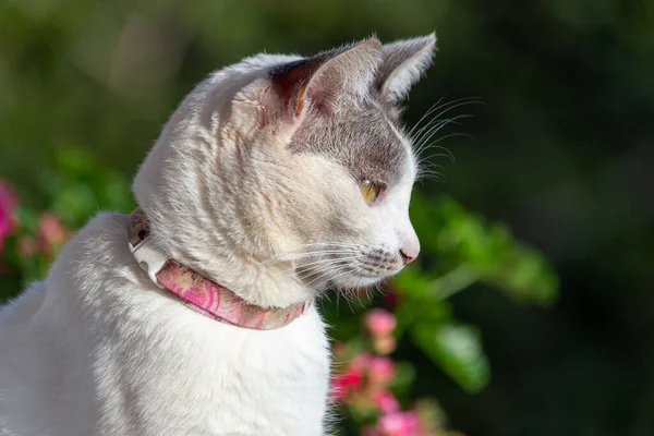 夕日の庭を歩く灰色の耳と黄色の目をした美しい白い猫 動物界 ペット好き 動物が守る 猫好き — ストック写真