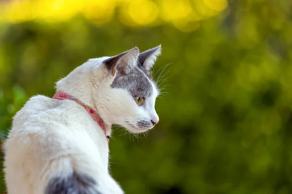 Cat Roof White Female Cat Gray Ear Sitting Top Roof — 图库照片