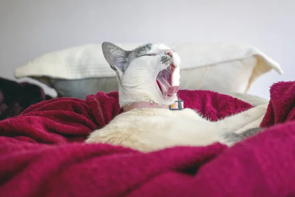 Kedi Esniyor Gri Kulaklı Pembe Yakalı Yatakta Esneyen Güzel Bir — Stok fotoğraf
