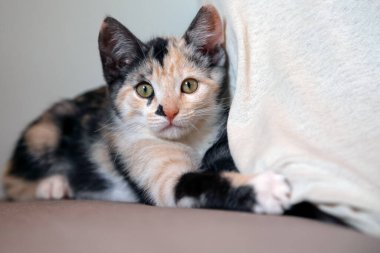 Tekir dişi bir kedi yavrusu oturma odasındaki kanepede dinleniyor. Hayvan hayatı. Evcil hayvan aşığı. Kedi sever. 