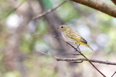 Saffron Finch, Brezilya 'nın orta-güney bölgesinde bulunan sarı bir kuştur. Tür Sicalis flaveola. 