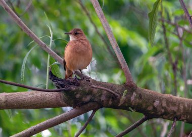 Bir ağacın tepesine tünemiş Rufous Hornero. Tür Furnarius Rufus da Joao de Barro 'yu tanıyor. Evini kilden üremek için inşa eden kuş. Arjantin 'in ulusal sembolü. Kuş İzleyici.