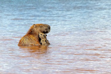 A capybara mother with her two pups sunbathing inside Lake Paranoa in Brasilia, Brazil. The capybara is the largest rodent in the world. Species Hydrochoerus hydrochaeris. Wildlife. Cerrado.