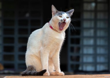A beautiful female white cat with gray ears and pink collar yawning while sunbathing. Animal world. Pet lover. Animal lover. Cat lover.