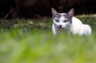A beautiful female white cat with gray ears hunting on the garden lawn at dawn. Sunbathing time. Animal world. Pet lover. Animal lover. Cat. Lover.
