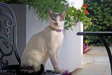 A beautiful female cat with yellow eyes and purple collar sunbathing in the morning in the garden of the house. Animal life. Pet Lover. Cat lover. 