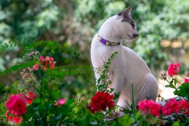 A beautiful female cat sunbathing in the hanging garden of the house. Pet lover. Animal life. Cat lover