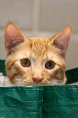 A baby orange cat hides inside a market bag. Animal world. Cat lover. Pet lover. 