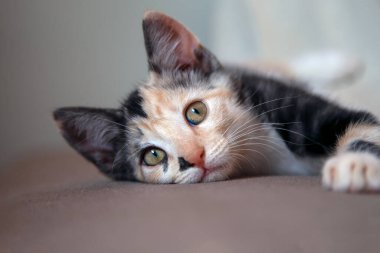A baby black and white female cat waking up after a nap. A tabby cat. Animal life. Pet Lover. Cat lover