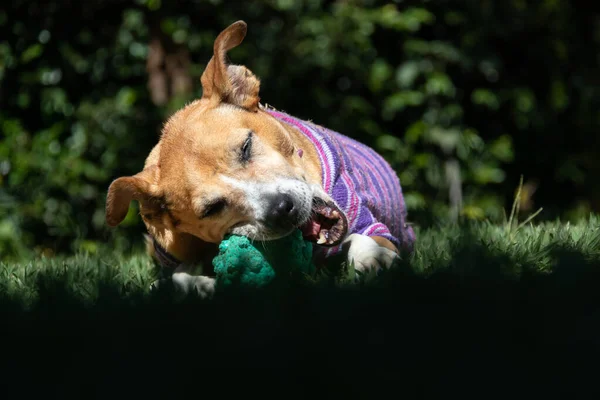 Güneş Banyosu Yapan Son Sınıf Güzel Bir Dişi Köpek Yaşlı — Stok fotoğraf