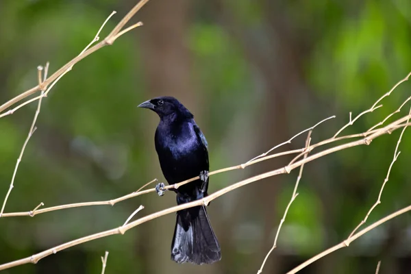 Вся Краса Присутність Найбільш Типового Чорного Птаха Бразилії Блискуча Пташка — стокове фото