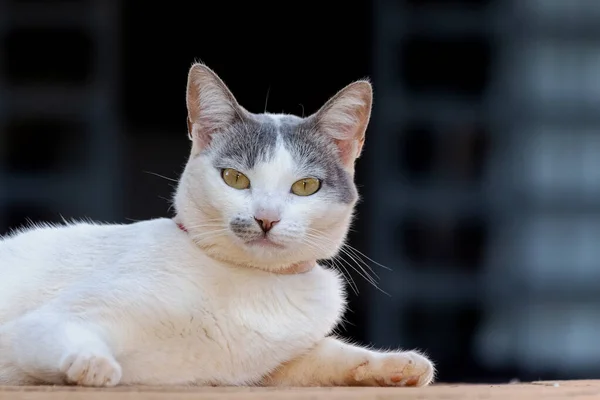 White Female Cat Gray Ears Yellow Eyes Pink Necklace Looking — Fotografia de Stock