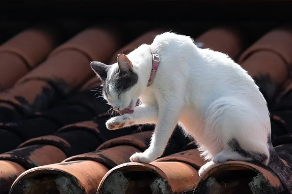 Кіт Даху Біла Кішка Даху Очищає Свої Лапи Язиком Рожевий — стокове фото