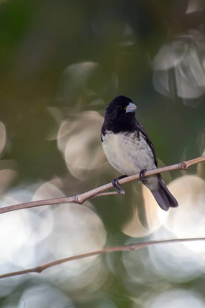 Rusty Collared Seedeater Also Know Coleiro Perched Tree Species Sporophila — Stock Fotó
