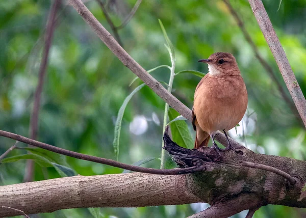 Een Rufous Hornero Neergestreken Top Een Boom Soort Furnarius Rufus — Stockfoto