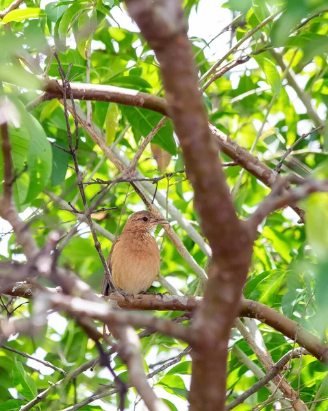 Rufous Hornero Empoleirado Numa Árvore Espécie Furnarius Rufus Também Conhece — Fotografia de Stock