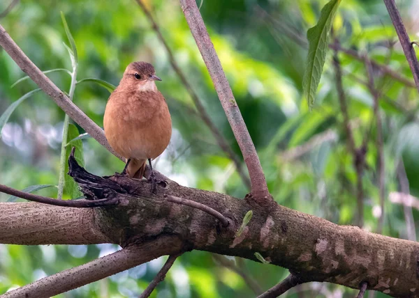 Rufous Hornero Perched High Tree Bird Builds Its House Clay — Stock Photo, Image