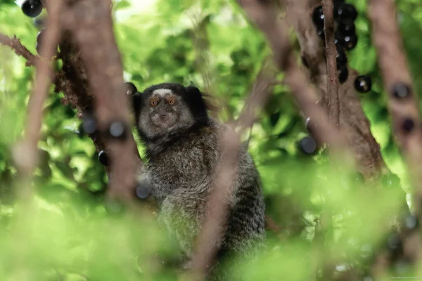 Monkey Jaboticaba Tree Black Tufted Marmoset Also Know Mico Estrela - Stock-foto