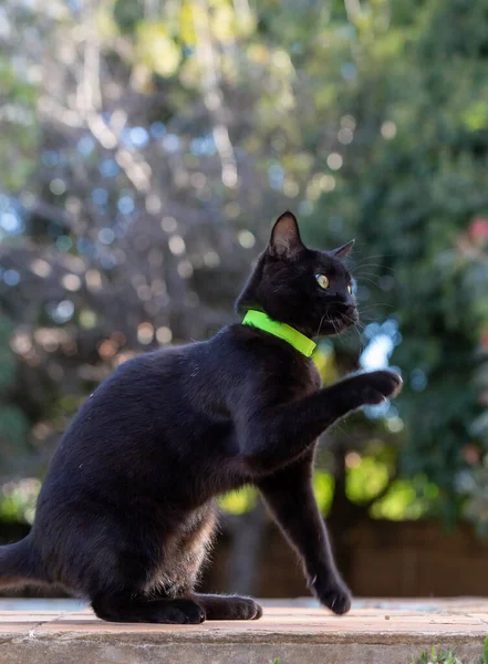 A male black cat with a yellow collar playing in the backyard. Animal world. Pet lover. Animals defenders. Cat lover. Photo in moviment.