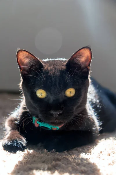 Cachorro Gato Preto Macho Deitado Tapete Casa Pôr Sol Olhos — Fotografia de Stock