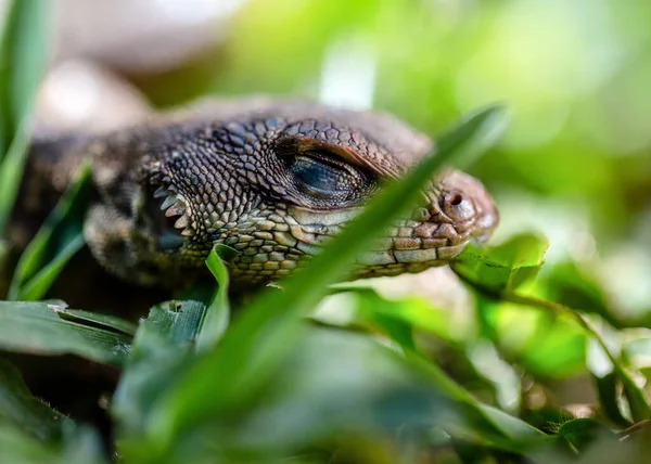 브라질 사바나의 전형적 도마뱀 속에서 있습니다 학명은 Tropiduros Oreadicus Calango — 스톡 사진