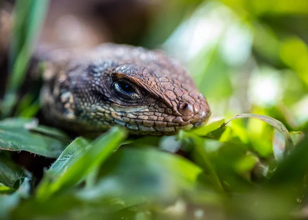 Lagarto Típico Savana Brasileira Também Conhece Calango Largatixa Espécie Tropiduros — Fotografia de Stock