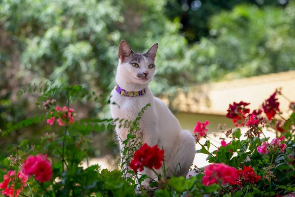 Een Vrouwelijke Witte Kat Zonnebaden Tussen Rode Bloemen Van Het — Stockfoto