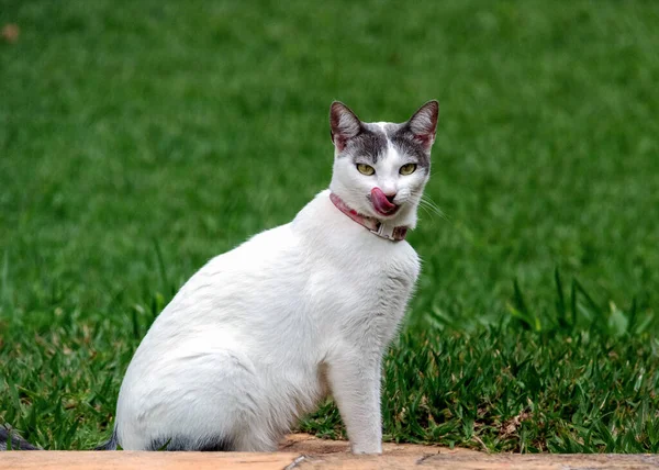 Pembe Kolye Takan Dişi Bir Beyaz Kedi Evin Çimlerinde Yürürken — Stok fotoğraf