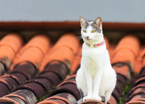 Кіт Даху Жінка Біла Кішка Сидить Даху Спостерігає Рухом Вулиці — стокове фото