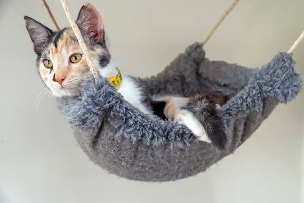 Una Gatita Hembra Acostada Una Hamaca Para Dormir Vida Animal —  Fotos de Stock