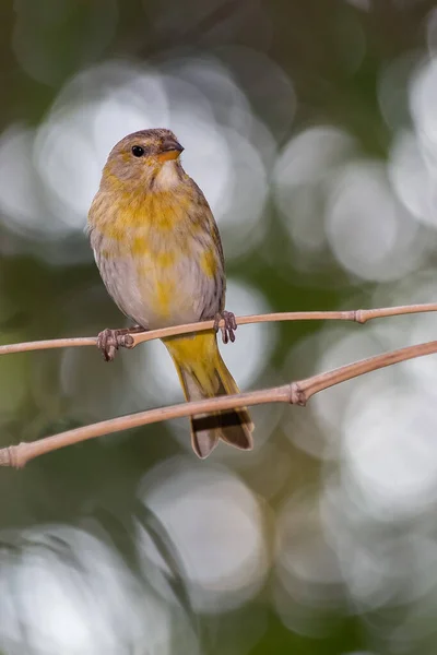 사프란 Saffron Finch 암컷은 카나리 Canario 라고도 알려져 있으며 브라질 — 스톡 사진