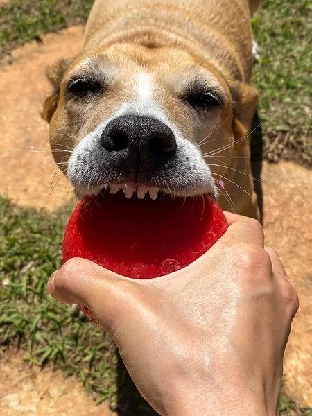 Una Perra Pitbull Jugando Morder Bola Roja Con Dueño Mundo — Foto de Stock